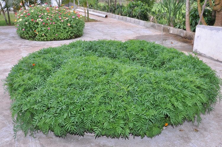 Green Village Homestay, Sakleshpur 4